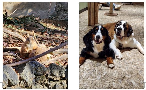 戸建てのススメ